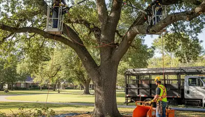 Aurora, CO arborist inspecting tree disease symptoms for treatment recommendations