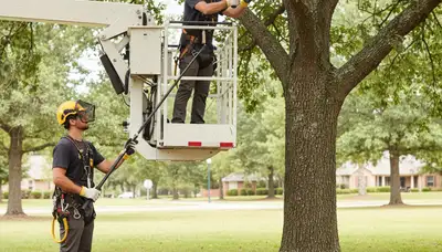 Aurora, CO arborist inspecting tree disease for fungal and pest damage