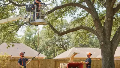 Aurora, CO arborist pruning tree branches for safer, healthier tree care