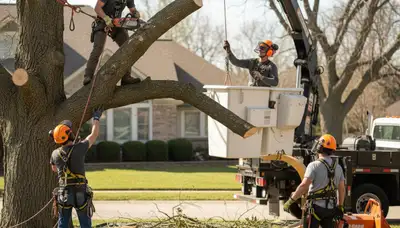 Aurora, CO tree removal crew removing a dead or hazardous tree safely