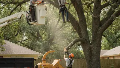 Aurora, CO tree removal crew removing a hazardous dead tree for safe property cleanup