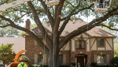 Tree service crew in Aurora, CO providing professional tree removal for a local property