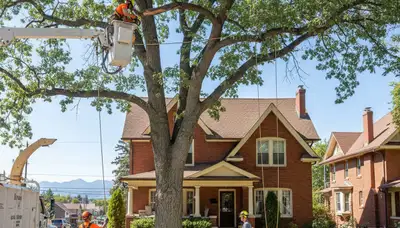Tree service crew in Aurora, CO removing a tree for safe residential property care