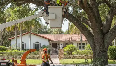 Tree service crew providing professional tree removal in Aurora, CO