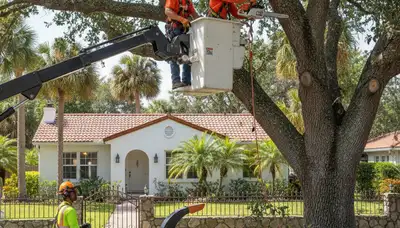 Tree service crew in Aurora, CO providing professional tree removal and trimming for homeowners