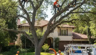 Tree service crew in Aurora, CO providing professional tree removal for a local property