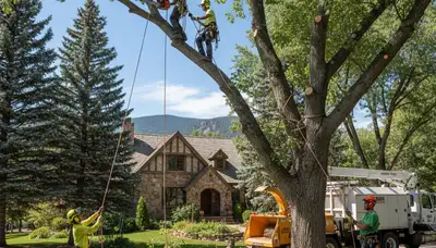 Tree service crew providing professional tree removal in Aurora, CO