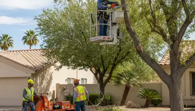 Tree service crew in Aurora, CO performing professional tree removal for a local property
