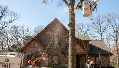 Tree service crew in Aurora, CO providing professional tree removal and trimming services