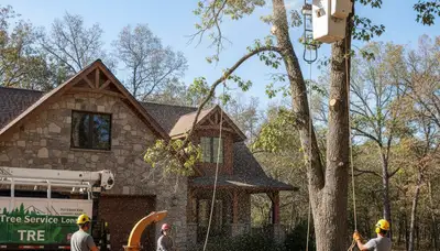 Tree service crew in Aurora, CO providing professional tree removal and trimming on a residential property