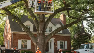 Tree service crew in Aurora, CO providing professional tree removal and trimming for homeowners