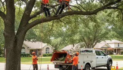 Aurora, CO arborists trimming trees to improve health, safety, and curb appeal